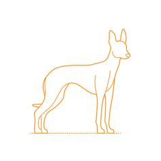 Animals Dogs Cirneco Dell Etna Stencil Svg Vector, Free Vectors File